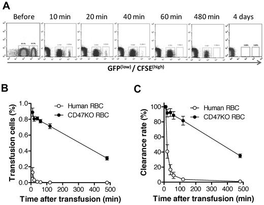 Figure 6. Human RBCs are more rapidly cleared than CD47 KO mouse RBCs in NOD/SCID mice. CFSE labeled human RBCs (higher fluorescence) were mixed with CD47 KO-GFP (lower fluorescence) RBCs at 1:1 ratio and injected intravenously into NOD/SCID mice. Blood was collected at the indicated times, and the levels of surviving human and CD47 KO mouse RBCs were assessed by flow cytometry. Data shown are representative flow cytometric profiles (A), levels (%; mean ± SEM) of human and mouse RBCs in blood (B; P < .0001 for all time points), and clearance rates of human and mouse RBCs (C; P < .001). Clearance rates are presented as the percentages (mean ± SEM) of infused RBCs normalized with the levels at 10 minutes after injection as 100%.