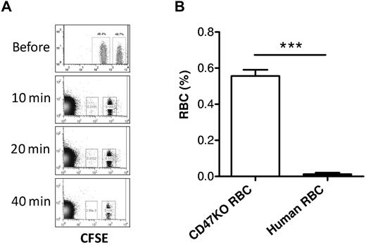 Figure 7. Rapid rejection of human RBCs in CD47KO mice. CD47 KO B6 mice (n = 4) were depleted of T and NK cells by treatment with 1.75 mg GK1.5 and 1.4 mg 2.43 at day −2, and 150 μg PK136 at days −6 and −1, with respect to RBC transfusion. Human and CD47 KO mouse RBCs were labeled with CFSE at lower and higher concentrations, respectively, mixed at 1:1 ratio, and injected into CD47 KO mice. Blood was collected at the indicated time points for assessing the levels of human (lower fluorescence) and CD47 KO mouse (higher fluorescence) RBCs by flow cytometry. (A) Representative flow cytometric profiles at the indicated times. (B) Level (mean ± SD) of human RBCs or CD47KO RBCs measured at 10 minutes after transfusion. ***P < .001