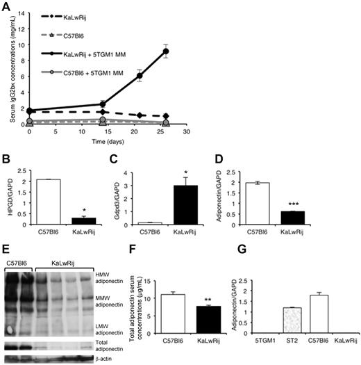 Figure 1. Comparison of permissive KaLwRij and non-permissive C57Bl6 bone marrow microenvironments. (A) Tumor burden in non-permissive C57Bl6 and myeloma-permissive KaLwRij mice inoculated with 5TGM1 myeloma cells, determined by measuring myeloma-specific IgG2bκ concentrations. P < .01. n = 8. (B-D) Quantitative RT-PCR measurements of hydroxyprostaglandin dehydrogenase 15 (NAD HPGD), glycerophosphodiesterase domain containing 3 (Gdpd3), and adiponectin/GAPDH ratio in C57Bl6 and KaLwRij bone marrow. (E) Expression of adiponectin in bone marrow from C57Bl6 and KaLwRij mice was determined by Western blot. Each lane represents bone marrow from an individual mouse. (F) Serum concentrations of adiponectin in C57Bl6 and KaLwRij mice. (G) Quantitative RT-PCR measurements of adiponectin expression in 5TGM1 myeloma cells, and ST2, C57Bl6, and KaLwRij BM stromal cells (see also supplemental Figure 1). Data are mean ± SEM. *P < .05, **P < .01, and ***P < .001, compared with C57Bl6.