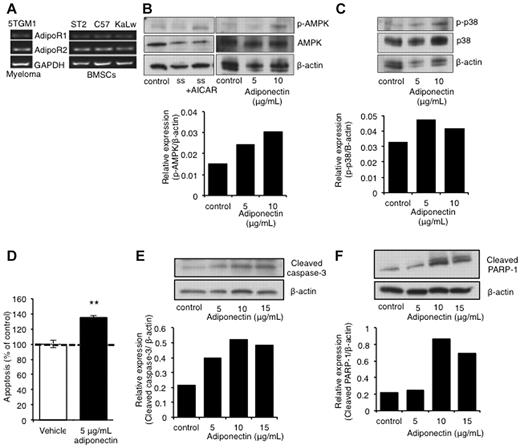 Figure 4. Adiponectin induces myeloma cell apoptosis. (A) Adiponectin receptor expression measured by RT-PCR in 5TGM1 myeloma cells, ST2, C57Bl6, and KaLwRij BMSCs. (B) Western blot of AMPK activation after treatment of 5TGM1 myeloma cells with 5 to 15 μg/mL adiponectin for 48 hours. (C) Western blot of p38 kinase activation after treatment of 5TGM1 myeloma cells with 5 to 10 μg/mL adiponectin for 48 hours. (D) Proportion of apoptotic 5TGM1 myeloma cells, as measured by annexin V/propidium iodide staining and flow cytometric analysis, after treatment with 5 μg/mL adiponectin for 48 hours. **P < .01, compared with control (data represent 3 independent experiments). (E) Western blot of cleavage of caspase 3 after treatment of 5TGM1 myeloma cells with 5 to 15 μg/mL adiponectin for 48 hours. (F) Western blot of cleavage of PARP-1 after treatment of 5TGM1 myeloma cells with 5 to 15 μg/mL adiponectin for 48 hours.