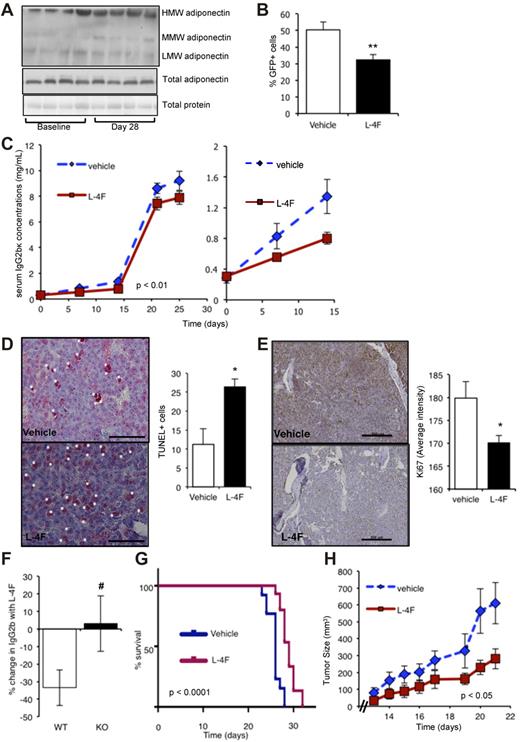 Figure 6. L-4F has anti-myeloma effects in vivo. (A) Western blot of the different molecular weight isoforms of adiponectin in serum of KaLwRij mice treated with L-4F for 28 days. Each lane represents serum from one mouse. (B) KalwRij mice were treated with L-4F for 28 days before inoculation of 5TGM1 myeloma cells. Treatment was continued for a further 25 days, at which point mice were killed. The proportion of GFP-positive myeloma cells in BM was quantitated by flow cytometry. **P < .01, compared with vehicle control. (C) KaLwRij mice were treated as described in panel B and tumor burden monitored by serum IgG2bκ ELISA. Two-way ANOVA demonstrated a significant difference in the rate of tumor development in L-4F-treated mice compared with control (P < .01). Days 0 to 15 are expanded in the second panel to demonstrate differences in tumor burden detectable at early time points. (D) Apoptotic myeloma cells in the BM were quantitated by TUNEL staining. A representative image is shown. White asterisks represent TUNEL-positive cells. Bar represents 50 μm. *P < .05, compared with vehicle control. (E) Proliferation was quantitated in the BM by immunostaining for Ki-67. Bars represent 200 μm. *P < .05, compared with vehicle control (Vehicle, n = 9; L-4F, n = 10). (F) Adiponectin-deficient mice (KO) or WT controls were treated with L-4F for 28 days before inoculation of 5TGM1 myeloma cells. Treatment was continued for a further 25 days, at which point mice were killed. Tumor burden was monitored by serum IgG2bκ ELISA. Data are expressed as percentage change in serum IgG2bk after treatment with L-4F. #P < .05 compared with WT. (G) KaLwRij mice were treated with L-4F for 28 days before inoculation of 5TGM1 myeloma cells. Treatment was continued until time of paraplegia, as a surrogate for survival. Data are displayed as a Kaplan-Meier plot, and a log-rank (Mantel-Cox) test demonstrated a significant increase in survival with L-4F treatment (P < .0001, n = 15). (H) KaLwRij mice were inoculated subcutaneously with 5TGM1 myeloma cells and treated with L-4F. Tumor volume was measured daily (Vehicle, n = 7; L-4F, n = 8). Two-way ANOVA demonstrated a significant difference in the rate of tumor development in L-4F-treated mice compared with control (P < .05). Data are mean ± SEM.