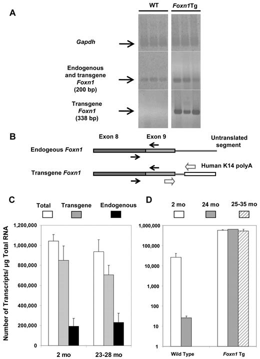Figure 1. Quantification of endogenous and Tg Foxn1 expression by quantitative RT-PCR. (A) RT-PCR shows specificity of primers that detect both the endogenous and transgene Foxn1 and primers that only detect transgene Foxn1 transcripts. Each lane represents results from a WT or Foxn1Tg mouse (line 60). (B) Diagram showing the relative positions of the forward and reverse primers that detect either both endogenous and transgene (arrows) or only Tg (arrow outlines) Foxn1 transcripts. (C) Expression of the endogenous and transgene Foxn1 in 2-month-old (n = 3) and 23- to 28-month-old (n = 3) Tg line (line 60). The numbers of transcripts per microgram of total RNA were calculated from a standard curve after normalization with the mouse housekeeping gene Gapdh; each sample was performed in triplicates. The endogenous Foxn1 levels were determined by subtracting the total Foxn1 (endogenous plus transgene) from that of the transgene. White bars represent the total Foxn1 levels; gray bars, Tg Foxn1; and black bars, endogenous Foxn1. Errors bars represent SD. (D) Expression of total Foxn1 in WT (n = 2 at 2 months; n = 3 at 24 months) and in the 2 Foxn1Tg lines (line 60: n = 3 at 2 months and n = 3 at 24 months; line 5: n = 4 at 25-35 months). WT: white bar represents 2 months of age; and gray bar, 24 months of age. Foxn1 Tg: white bar represents 2 months of age; gray bar, 24 months of age (line 60); crossed bars represent 25 to 35 months of age (line 5). y-axis is in logarithmic scale. Errors bars represent SD.