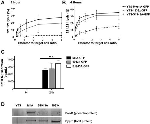 Figure 4. Myosin IIA phosphorylation at S1943 is required for NK-cell cytotoxicity, but not IFN-γ secretion. Cytotoxic activity (A-B) and IFN-γ secretion (C) of YTS cells expressing wild-type myosin IIA-GFP (YTS-MyoIIA-GFP), 1933x myosin IIA-GFP (YTS-1933x-GFP), or S1943A myosin IIA-GFP (YTS-S1943A-GFP) was measured against 721.221 target cells. Cytotoxicity was measured at 1 hour (A) and 4 hours (B) after conjugation by 51Cr-release assay. (C) IFN-γ secretion into the supernatant was measured 24 hours after conjugation by ELISA and calculated by subtracting IFN-γ secretion of NK cells alone. In all experiments, results are the mean of 3 independent assays and error bars indicate SD. (D) GFP-tagged proteins were immunoprecipitated from lysates from YTS cells or YTS cells expressing wild-type myosin IIA-GFP (MIIA), S1943A myosin IIA-GFP (S1943A), or 1933x myosin IIA-GFP (1933x). GFP immunoprecipitates were evaluated by gel staining for total phosphorylation (Pro-Q) and total protein (Sypro). The larger of the 2 bands represents the myosin IIA-GFP fusion, which is enriched in the immunoprecipitates, and the smaller the endogenous myosin IIA. Results are representative of 3 independent experiments.