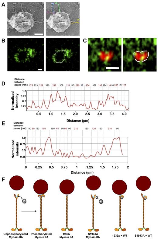Figure 6. Single molecules of myosin IIA associate with NK-cell lytic granules. Lytic granules isolated from resting YTS cells were evaluated by platinum rotary shadowing electron microscopy (A). Whole resting YTS cells or lytic granules isolated from resting YTS cells were evaluated by STED microscopy (B-E). (A) YTS cell lytic granule with emanating structures resembling myosin IIA, which are highlighted in color in the image at right. Scale bar indicates 200 nm. (B) YTS cell isolated lytic granule visualized with an antibody against the myosin IIA tailpiece (green, left). (C) Lytic granule within fixed YTS cell visualized with anti-perforin (red, confocal) and anti-myosin (green, STED) antibodies. The distance between myosin IIA antibody molecules was measured using a line drawn around the periphery of the lytic granules (B-C, white, right). Scale bar indicates 500 nm. (D-E) Normalized intensity plots along the line drawn at the periphery of the lytic granules shown in panels B-C. Values are normalized such that the maximum intensity in the plot is equal to 1. Numbers at the top indicate the distance between adjacent antibody molecules. Results are representative of > 10 (A), 3 (B,D), or > 30 (C,E) images. (F) Proposed model of myosin IIA interaction with NK-cell lytic granules. Unphosphorylated myosin IIA tailpiece obscures the binding site for lytic granules (highlighted in turquoise). Myosin IIA tailpiece phosphorylated at S1943 bends backward onto the rod, revealing the putative granule binding site. 1933x myosin IIA is missing a large portion of the granule-binding site, and therefore cannot sustain an interaction with granules under force. S1943A myosin IIA has an intact tailpiece, but cannot be phosphorylated and therefore cannot reveal its putative granule-binding site. Myosin molecules containing one 1933x and one WT myosin are able to bind to granules with a weaker interaction, whereas molecules containing 1 S1943A and 1 wild-type myosin are sterically hindered from binding.