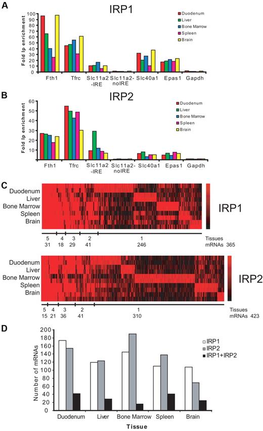 Figure 1. Transcriptomic identification of IRP1- and IRP2-binding mRNAs. Fold enrichment of known IRE-containing mRNAs (Fth1, Tfrc, Slc11a2, Slc40a1, and Epas1) in IRP1 (A) or IRP2 (B) IPs versus mock controls was determined by qPCR. Gapdh and the non-IRE form of Slc11a2 were used as negative controls. Data show the values obtained with the first biologic replica used in microarray analysis; similar data were obtained with the second biologic replica (data not shown). (C) Heatmap visualization of microarray data (RMA analysis) for mRNAs copurified with IRP1 or IRP2. Fold-change values from 2 independent replicates for each tissue tested are given for probe sets that were detectable above background showing at least a 1.5-fold enrichment (log2 ratio > 0.6). Red and black lines indicate positive and negative IP enrichment, respectively, relative to mock IPs. The color scales to the right indicate the magnitude of the fold change (base 2 logarithm) for a particular transcript. Number of mRNAs clustered by tissues is shown below each heatmap. (D) Number of mRNAs detected in each particular tissue bound by IRP1, IRP2, or IRP1 + IRP2.
