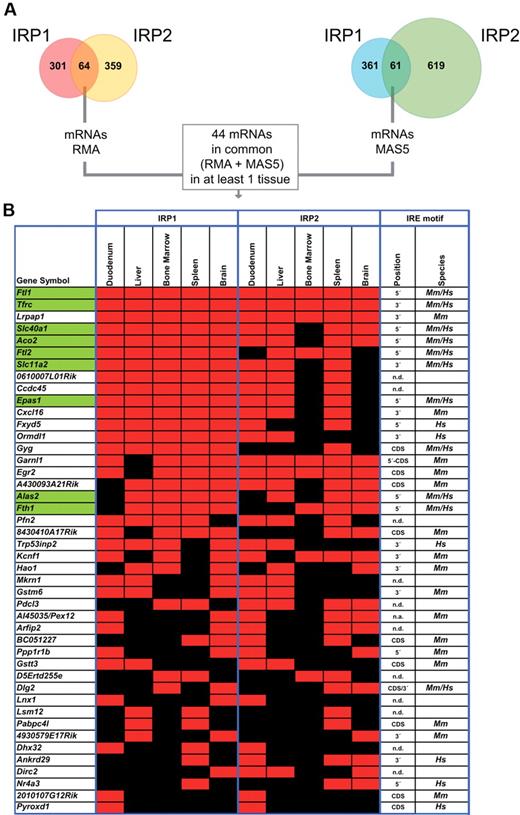 Figure 2. Novel mRNA targets for IRP1 and IRP2. (A) Number of mRNAs positively detected as enriched in IRP1, IRP2, or both IPs by microarrays with MAS5, RMA, or a combined (MAS5 + RMA) mathematical data analysis. (B) Virtual heatmap representing the 44 identified mRNAs that are bound by both IRPs in at least one of the 5 studied tissues. Affymetrix-positive probes were grouped by gene and reported in each of the rows. Known IRE-containing mRNAs are shown in green. Red and black squares indicate positive or lacking IP enrichment, respectively, relative to mock IPs in 2 independent biologic replicas. Predicted IREs by SIREs program in mouse (Mus musculus, Mm.) or human (Homo sapiens, Hs.) databases/species and their positions also are indicated. N.d. denotes that an IRE motif was not detected using the SIREs bioinformatic program; n.a. denotes nonavailable information; and 3′ or 5′ denotes the 3′ or 5′UTR.