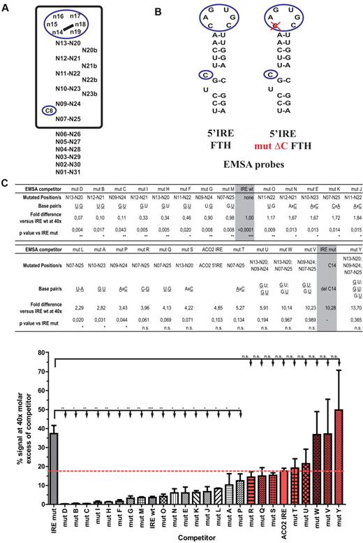 Figure 3. Experimental definition of IRP1-binding sites using EMSA. (A) Schematic representation of an IRE motif. Squared region indicates the IRE core region predicted by SIREs software. (B) Schematic representation of the H-ferritin wild-type and mutant IRE used for electrophoretic mobility shift assays. Deletion of C14 in the IRE is indicated by a red cross. (C) Competitive EMSA analyses with 24 different H-ferritin IRE variants (mutants A to Y). Values and standard errors for competition with the H-ferritin wild-type and the δ-C mutant IRE are highlighted in gray. In the table, mutated positions are indicated according to the nomenclature shown in panel A, and mutated nucleotides are underlined. Values for fold difference between the different variants versus the H-ferritin IRE wild-type (IRE wt) at 40× fold molar excess are reported. P values comparing each variant with the H-ferritin IRE mutant, (IRE mut) are reported (***P < .001, **P < .01, *P < .05; unpaired 2-tailed Student t test). Mutants that do not reach statistical significance are filled in red. The red dashed line indicates the value for Aco2 5′IRE. Graph shows percentage of raw signal for competitive EMSAs at 40× molar excess of the indicated competitor. Data are presented as mean ± SEM from a minimum of 3 experiments.