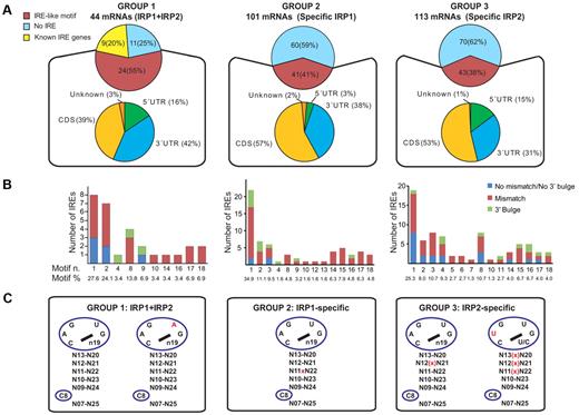 Figure 4. Analysis of IRE motifs bound by IRP1, IRP2, or both IRPs. (A) Bioinformatic prediction of IRE motifs in IRP1 and IRP2 target mRNAs, IRP1-specific target mRNAs and IRP2-specific target mRNAs. (B) Motif distribution of novel IREs (also see supplemental Table 3). Motif number and percentage (motif n. and motif %) are shown in the 3 IRP-target mRNAs lists. IREs without a mismatch or a 3′ bulge are depicted in blue, IREs with a mismatch are in red, and IREs with a 3′ bulge are shown in green. (C) Enrichment of IRE motifs in IRP-target mRNAs. After normalization for n19 multiple IRE options in each IRE type, observed and percentage expected frequencies of IRE motifs were calculated (χ2 test, 1 df) and statistically significantly overrepresented motifs are shown. Red font, cross sign “x” or bracket cross sign “(x)” indicate differences compared with the canonical motif 1 IRE sequence. The cross sign or bracket cross sign indicate mismatches.