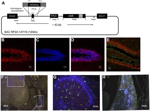 Figure 1. Generation and neuronal expression analysis of CX3CL1 BAC transgenic reporter mice. (A) Schematic of the RedET recombineering method used to replace the first CX3CL1 exon in the BAC RP24–147I16 with a gene encoding monomeric mCherry reporter gene. Note that the BspEI fragment used as transgene lacks the neighboring CCL22 and CCL17 genes. (B-D) Fluorescent microscopic analysis of hippocampus of CX3CL1cherry brain. (B) Red represents CX3CL1/cherry. (C) Blue represents NeuN staining. (D) Merge with mCherry and NeuN. (E) DCX stained hippocampus slice of CX3CL1cherry brain. Red represents CX3CL1/cherry; and green, DCX staining. (F) CGRP-stained section of CX3CL1cherry:CX3CR1gfp spinal cord. (G) Dorsal horn. (H) Dorsal root ganglion. Red represents CX3CL1/cherry; green, CX3CR1/GFP; and blue, CGRP staining. Lumbar regions (L3-L5). Note CX3CL1/cherry+ somata in dorsal horn but absence of CX3CL1/cherry expression from CGRP+ neuronal cell bodies in dorsal root ganglia.