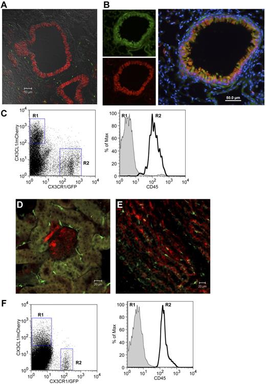 Figure 2. Expression of CX3CL1 in lung and kidney of BAC transgenic reporter mice. (A) Confocal imaging analysis of CX3CL1cherry:CX3CR1gfp lung. (B) Immunohistochemical analysis of CX3CL1cherry lung section. Green represents CCSP; red, CX3CL1/cherry; and blue, nuclear Hoechst staining. (C) Flow cytometric analysis of lung tissue of CX3CL1cherry:CX3CR1gfp mouse. (D-E) Confocal imaging analysis of CX3CL1cherry:CX3CR1gfp kidney. (F) Flow cytometric analysis of CX3CL1cherry:CX3CR1gfp kidney. Red represents CX3CL1/cherry; and green, CX3CR1/GFP.