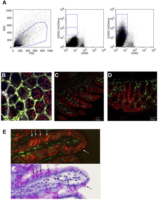 Figure 3. Intestinal epithelium restricted expression of CX3CL1. (A) Flow cytometric analysis of intestinal epithelial cell fraction obtained from WT mice and CX3CL1cherry mice. Cells are gated according to scatter (left). Middle dot plot: WT cells. Right plot: CX3CL1cherry cells. Note the presence of cherryint and cherryhigh cells in the CD45− epithelial cell fraction. (B) Two-photon imaging of CX3CL1cherry:CX3CR1gfp cecum. (C) Confocal imaging of terminal ileum of CX3CL1cherry:CX3CR1gfp mouse. (D) Confocal imaging of colon of CX3CL1cherry:CX3CR1gfp mouse. (E) Ileal section of CX3CL1cherry:CX3CR1gfp mouse shown under fluorescent microscope and after periodic acid-Schiff staining. Note that CX3CL1-positive large granular goblet cells. Red represents CX3CL1/cherry; and green, CX3CR1/GFP.