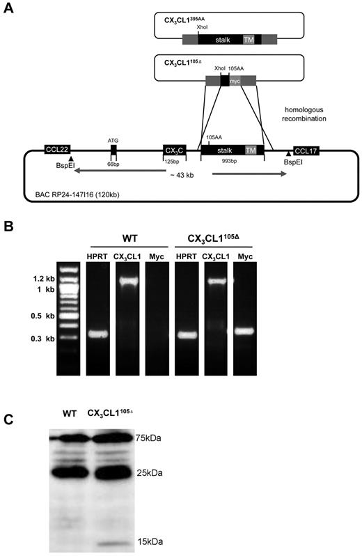 Figure 4. Generation and characterization of BAC transgenes encoding full-length or truncated CX3CL1 isoforms. (A) Schematic of homologous recombination strategy involving pDelSac shuttle vector to replace exon 3 of the CX3CL1 gene in the BAC RP24–147I16 with a fragment harboring a silent mutation and creating a XhoI site (CX3CL1395AA) or a truncated myc-tagged CX3CL1 exon (CX3CL1105Δ). (B) Analysis of transgene expression in intestinal tissue by RT-PCR analysis of ileal tissue of CX3CL1105Δ BAC transgenic mice. (C) Western blot analysis of intestinal epithelial cell fraction of CX3CL1105Δ BAC transgenic mice WT littermates using anti-myc antibody (9E10). Note that the 15-kDa band that is specific for the transgenic tissue-derived sample and probably represents the myc-tagged CX3CL1105Δ protein.