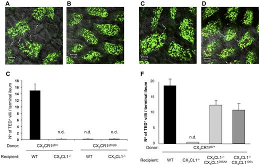 Figure 6. Restoration of intestinal transepithelial dendrite formation. (A-B) Representative confocal image of small intestinal villi demonstrating TEDs formed by CX3CR1/GFP+ lamina propria macrophages in panel A (CX3CR1gfp/+ > WT) and panel B (CX3CR1gfp/+ > CX3CL1−/−) BM chimeras after Aspergillus conidia challenge (1-2 × 108 conidia/mL). Green represents lamina propria macrophages; red, conidia; and yellow, merge. Arrows indicate TEDs. (C) Bar diagram summarizing TED quantification in indicated BM chimeras. Note the absence of extension in mice with impaired CX3CR1/L1 interactions. Only TEDs that reached the lumen were considered for the quantification. Results are 1 representative of 3 experiments (N = 4). Error bars represent SD. n.d. indicates not detectable. (D-E) Representative confocal image of small intestinal villi demonstrating TEDs formed by CX3CR1/GFP+ lamina propria macrophages in panel D (CX3CR1gfp/+ > CX3CL1395AA:CX3CL1−/−) and panel E (CX3CR1gfp/+ > CX3CL1105Δ:CX3CL1−/−) BM chimeras after Aspergillus conidia challenge. Arrows indicate TEDs. (F) Bar diagram summarizing TED quantification in indicated BM chimeras. Note the restoration of extensions in CX3CL1−/− mice harboring the CX3CL1395AA and CX3CL1105 Δ transgenes. Results are one representative of 3 independent experiments (N = 3-5). Error bars represent SD.