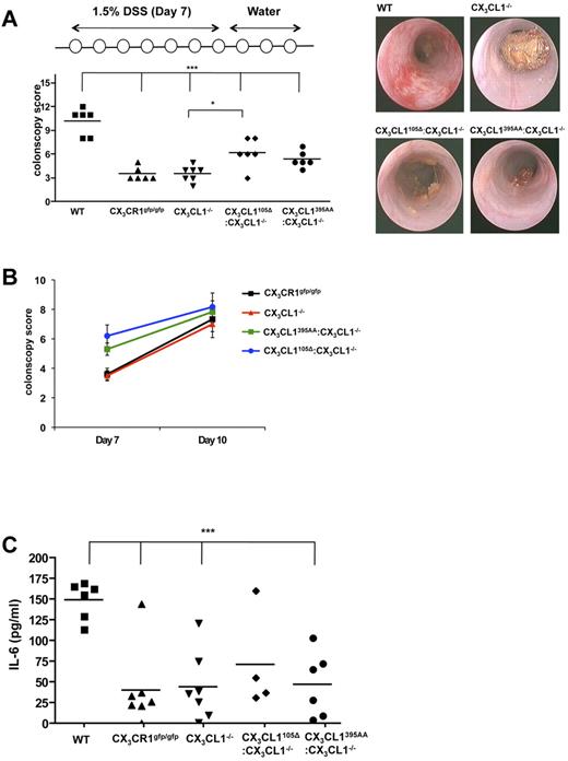 Figure 7. Susceptibility to DSS-induced colitis. (A) Colonoscopy scores of WT mice, CX3CR1−/− mice, CX3CL1−/− mice, CX3CL1395AA:CX3CL1−/− mice, and CX3CL1105Δ:CX3CL1−/− mice after indicated DSS challenge (day 7). (B) Representative colonoscopy images taken from mice at day 7. (C) Change of colonoscopy scores between day 7 and day 10. (D) ELISA of serum of WT mice, CX3CR1−/− mice, CX3CL1−/− mice, CX3CL1395AA:CX3CL1−/− mice, and CX3CL1105Δ:CX3CL1−/− mice after indicated DSS challenge for IL-6 (day 10). Results are one representative of 2 independent experiments (N = 5-7). *P < .05 (1-way ANOVA followed by Bonferroni Multiple Comparison). ***P < .001 (1-way ANOVA followed by Bonferroni Multiple Comparison).