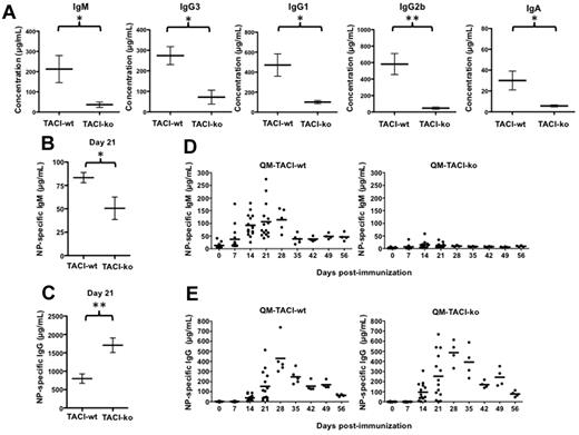 Figure 1. TACI deficiency decreased serum IgM, IgG, and IgA and impaired antigen-specific IgM production in response to a protein antigen. (A) Sera IgM, IgG1, IgG3, IgG2b, and IgA quantified by ELISA. Sera were obtained from nonimmunized C57BL/6-TACI-wt (TACI-wt) or C57BL/6-TACI-ko (TACI-ko) mice. Concentrations were calculated by comparison with standard curves obtained with known concentrations of the respective isotypes. (B-C) Concentrations of NP-specific IgM (B) or IgG (C) determined by ELISA in the sera of C57BL/6-TACI-wt (TACI-wt) or C57BL/6-TACI-ko (TACI-ko) mice immunized with 100 μg NP-OVA 21 days earlier. TACI deficiency decreased NP-specific IgM but not NP-specific IgG. Concentrations were calculated by comparison with standard curves obtained with known concentrations of NP-specific monoclonal antibodies. (D-E) Concentrations of NP-specific IgM (D) or IgG1 (E) determined by ELISA in the sera of QM-TACI-wt or QM-TACI-ko mice after immunization with 100 μg NP-OVA. TACI deficiency decreased NP-specific IgM production and accelerated the production of NP-specific IgG. Concentrations were calculated by comparison with standard curves obtained with known concentrations of NP-specific monoclonal antibodies. Each dot represents results obtained from one mouse. Averages were compared by t test. Significant differences are noted: *P < .05; **P < .01.