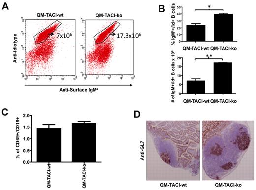 Figure 2. TACI deficiency does not impair B-cell activation and germinal center formation. (A) The proportion of NP-specific B cells (idiotype-positive) in the spleen of QM-TACI-wt or QM-TACI-ko mice was analyzed by flow cytometry in mice immunized 10 days earlier. Splenocytes were stained with an anti–idiotypic antibody10 and with an anti–IgMa antibody that detects the allotype produced by the heavy chain-targeted allele. (B) Average proportions (above) or average number (below) of idiotype-positive cells obtained from 3 QM-TACI-wt or 3 QM-TACI-ko mice. Averages were compared by t test. Significant differences: *P < .05; **P < .01. (C) TACI deficiency does not decrease B-cell activation after immunization. Splenocytes were obtained from QM-TACI-wt or QM-TACI-ko mice immunized with 100 μg NP-OVA 10 days earlier. Splenocytes were stained with anti-CD19 and CD69 antibodies and analyzed by FACS. Activated B cells (CD19+, CD69+) were as frequent in TACI-proficient as in TACI-deficient mice. Average proportions of CD19+, CD69+ cells obtained from 3 QM-TACI-wt, or 3 QM-TACI-ko mice. Averages were compared by t test. Differences between groups were not significant. (D) TACI deficiency caused increases in size and number of germinal centers 10 days after immunization. Frozen sections of Peyer patches were stained with anti–GL7 antibody (brown), which specifically labels germinal center B cells. The figure is representative of 3 independent experiments. Digital images were obtained by Leica DM6000 B microscope (Leica) and with QCapture Pro Version 6.0.0 software (QImaging).