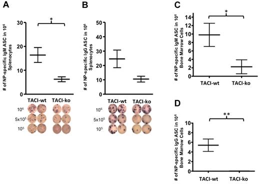 Figure 3. TACI is required for differentiation of B cells into ASCs. TACI-ko animals had decreased NP-specific IgM ASCs or NP-specific IgG ASCs compared with wild-type. ASCs were enumerated in B cells isolated from the spleen (A-B) or in bone marrow cell suspensions (C-D) of C57BL/6-wt or C57BL/6-TACI-ko 21 days after immunization, by ELISPOT. Below the graphs, the diagrams show the ELISPOT wells from which the ASCs were enumerated and plated with 106, 5 × 105, or 105 cells, as indicated. Values were compared by t test. Significant differences: *P < .05; **P < .01. Data resulted from the analyses of 5 wild-type mice and 4 TACI-ko mice.
