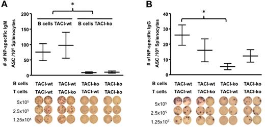 Figure 4. TACI deficiency decreases production of ASCs in a B cell–autonomous manner. (A-B) The number of ASCs was restored by adoptive transfer of TACI-wt B cells but not by transfer of TACI-wt T cells into TACI-deficient recipients. NP-specific IgM (A) or NP-specific IgG (B) ASCs were enumerated by ELISPOT of splenocytes 14 days after immunization, and after reconstitution by adoptive transfer of QM-TACI-wt or QM-TACI-ko B cells, and C57BL/6-wt or C57BL/6-TACI-ko T cells. Representative pictures of the ELISPOT wells are shown below each graph. Transfer efficiency was equivalent in all experiments and determined by enumerating IgMa-positive donor B cells by FACS analysis in the spleen of recipients at the time of analysis. The number of IgM-secreting cells was significantly decreased whenever reconstitution was done with TACI-ko B cells: *P = .016 (2-way ANOVA). The number of IgG-secreting cells in animals reconstituted with TACI-ko B cells and TACI-wt T cells was significantly decreased compared with animals reconstituted with TACI-wt B and T cells: *P = .041 (t test). Data resulted from analysis of 3 recipient mice for each type of transfer.