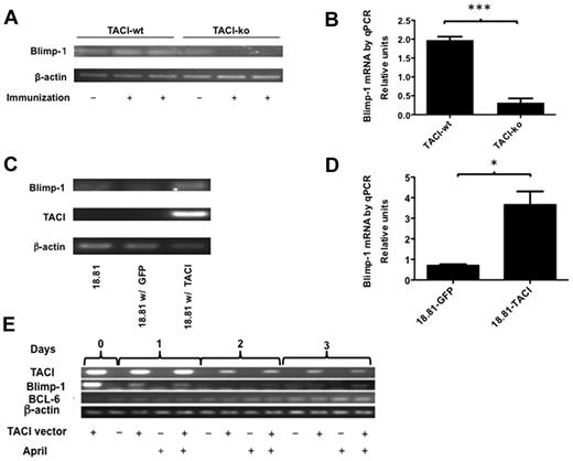 Figure 5. TACI is necessary and sufficient to induce Blimp-1 in B cells. (A-B) TACI deficiency abrogates Blimp-1 expression by B cells 14 days after immunization. Blimp-1 mRNA expression was detected by RT-PCR (A) and quantified by real-time PCR (B). Relative expression of Blimp-1 was calculated by determining the ratio of Blimp-1/β-actin in immunized B cells compared with the Blimp-1/β-actin ratio in B cells from nonimmunized mice. Results represent the mean ± SEM of 3 measurements/mouse of each of 4 mice/genotype. Values were compared by t test and found to be significantly different: ***P < .0001. (C-D) Expression of TACI is sufficient to induce Blimp-1. The 18.81 B cells were transfected with a vector encoding TACI and EGFP from a single bicistronic mRNA or with a control vector encoding only EGFP. RNA was isolated from sorted GFP-positive transfected cells, 24 hours after transfection and converted to cDNA. Blimp-1 mRNA expression was studied by RT-PCR, after 30 PCR cycles (C) or quantitative RT-PCR (D). Blimp-1 expression by 18.81 B cells expressing TACI was calculated relative to the Blimp-1 expression by 18.81 cells transfected with a GFP control vector. Results represent mean ± SEM of 3 separate measurements. Values were compared by t test and found to be significantly different: *P = .0103. (E) Blimp-1 and TACI expression decreased and BCL-6 expression increased with time in 18.81 B cells transfected with a TACI expression vector. The 18.81 B cells transfected with TACI and EGFP or with EGFP control vectors were cultured up to 3 days with or without 100 ng/mL APRIL, as indicated. TACI, BCL-6, and Blimp-1 mRNA expression was studied by RT-PCR, after 30 PCR cycles. Cells were collected at 0, 24, 48, and 72 hours in culture. Results are representative of 3 independent experiments.