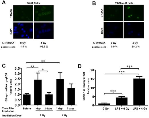 Figure 6. Ionizing radiation induces Blimp-1 expression independently of TACI. (A-B) X-ray irradiation of 18.81 cells (A) or C57BL/6-TACI-ko cells (B) induces γH2AX foci, indicating accumulation of DNA double-strand breaks. Cytospin slides of nonirradiated (0 Gy) or irradiated (4 Gy) cells were stained with an anti-γH2AX antibody (top diagrams) and counterstained with 4,6-diamidino-2-phenylindole (bottom diagrams). (C) Irradiation of 18.81 B cells with 1 Gy or 4 Gy induces Blimp-1 expression transiently, detected by quantitative RT-PCR. Relative expression of Blimp-1 was calculated by determining the ratio Blimp-1/β-actin for each sample. Values reflect 3 independent measurements. (D) Irradiation induces Blimp-1 expression independently of TACI. TACI-ko B cells, isolated from C57BL/6-TACI-ko mice, were irradiated with 4 Gy and cultured with 15 μg/mL of LPS for 24 hours. Blimp-1 expression increased after irradiation of TACI-deficient B cells. RNA was obtained after 24 hours in culture and expression of Blimp-1 or β-actin analyzed by quantitative RT-PCR. Relative expression of Blimp-1 was calculated by determining the ratio Blimp-1/β-actin for each sample. Values reflect 3 independent measurements. Averages were compared by t test. Significant differences were noted: *P < .05, **P < .01, and ***P < .001.