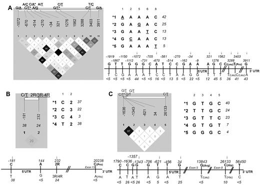 Figure 1. ATF5, ASNS, and ASS1 gene polymorphisms and derived haplotypes. Haploview LD displays, linear representation and derived haplotypes for the selected ATF5 (A), ASNS (B), and ASS1 (C) polymorphisms. The linear display refers to all initially selected SNPs, and haploview LD (with pairwise r2) refers to SNPs with MAF ≥ 5%. MAF in the control population is given below the position of each SNP. SNPs excluded from the analysis of ALL patients because of pairwise r2 ≥ 87% are indicated by asterisks, and those retained in the analysis are indicated by arrows. Haplotypes (with a frequency ≥ 3%) derived from tag SNPs are arbitrarily numbered. The frequency in controls is given next to each haplotype. Note that for ATF5, only the haplotypes in the promoter and 5′UTR are listed (the allele defining each haplotype is underlined) because of their correspondence with functional assay performed (see Figure 3).