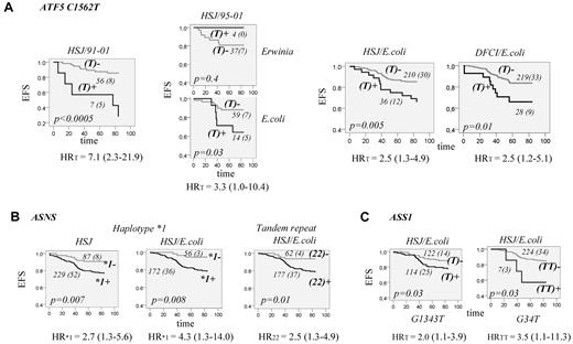 Figure 2. EFS for patients with ALL according to ATF5, ASNS, and ASS1 genotypes. (A) EFS according to genotypes of ATF5 C1562T polymorphism. EFS curves are shown for patients who were carriers (T+; dark gray) or not (T−; light gray) of the T1562 allele. EFS curves are presented for HSJ patients (test set) on the 91-01 protocol (HSJ/91-01, left panel), HSJ patients on 95-01 protocol (HSJ/95-01) randomized to E coli or Erwinia asparaginase (2 plots of the middle panel), and for all HSJ and DFCI patients (validation set) who were assigned to E coli asparaginase (2 plots on the right panel, HSJ/E coli and DFCI/E coli, respectively). The number of all patients in each curve (with the number of cases with an event in brackets) is indicated next to the curve. The EFS difference between patients with and without the T1562 allele is estimated by the log-rank test and the P value is indicated on each plot. Risk of an event for T allele carriers, expressed as a univariable HR with the 95% CI in brackets, is indicated below each plot. (B) EFS curves according to ASNS genotypes. EFS for all HSJ patients (left plot) and those assigned to E coli asparaginase (middle plot), with (+; dark gray line) and without (-; light gray line) ASNS haplotype *1. Haplotype *1 is defined in Figure 1B. EFS for HSJ patients (right plot) assigned to E coli asparaginase who are homozygous (22+; dark gray line) or not (22-; light gray line) for the 2R allele of the ASNS tandem repeat. The number of patients within each curve, the number of cases with an event, the P value, and the genotype-associated risk of an event is labeled as in panel A. (C) EFS curves according to genotypes of ASS1 G1343T and G34T polymorphisms. Left plot is EFS for HSJ patients assigned to E coli asparaginase who are carriers (T+; dark gray line) or not (T-; light gray line) of the ASS1 T1343 allele and the right plot is EFS for HSJ patients assigned to E coli asparaginase who are carriers (TT+, dark gray line) or not (TT-, light gray line) of the ASS1 TT34 genotype. The number of cases within the curve, the number of patients with an event, the P value, and the genotype-associated risk of an event is labeled as in panel A.
