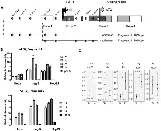 Figure 3. Genomic structure of ATF5 regulatory region and polymorphism-related function. (A) Genomic structure of 2 ATF5 regions used in the luciferase assay. Exonic and coding sequences are represented by open and gray boxes, respectively, and SNPs are represented by gray dots. Alternatively spliced 5′UTRα and 5′UTRβ, as determined by Watatani et al,32 are indicated by the dark gray and black boxes, respectively. Note that 2 SNPs in LD, C-514T and A321T SNPs, which defines haplotype *3, are present in the first and the second fragment, respectively; 2 other SNPs in LD (C-270A/C1562T), which define haplotype *5, are both present in fragment 2. The black and gray arrows indicate the transcription and translation start sites, respectively, estimated according to Wei et al23 and Watatani et al32 and reference sequence NM012068. (B) Relative promoter activity of ATF5 haplotype *1,*2,*3, and *4 derived from fragment 1 (top panel) and haplotypes*2,*3, and *5 derived from fragment 2 (bottom panel) in 3 cell lines (HeLa, Jeg3, and HepG2). The haplotype numbers correspond to the haplotypes of the proximal promoter and 5′UTR given in Figure 1A. The haplotypes *1, *2, *3, *4, and *5 are defined by A-1072, G-34, T-514 (or T321 in correlation), C-670, and T1562 (or A-270 in correlation), respectively. Haplotypes showing a significant increase in promoter activity (P ≤ .02, ANOVA posthoc) compared with low-expression haplotypes are indicated by asterisks. (C) Relative mRNA levels in HapMap lymphoblastoid cell lines for individuals who are carriers or not of indicated alleles of ATF5 polymorphisms, which are defining haplotypes *1 to *5, respectively. Mean values ± SE are given. The number of individuals represented by each bar and the P value obtained by the Mann-Whitney test are indicated on the plots.