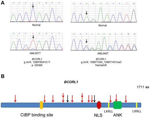 Figure 1. Schematic representations of the location of somatic mutations identified in the BCORL1 gene. (A) Examples of sequence chromatograms showing inactivating somatic mutations of BCORL1 in blast cells (bottom panels) but not in their matched normal buccal mucosa (top panels). (B) Schematic of somatic mutations identified in the BCORL1 gene in primary AML cells and AML cell lines. Red arrows indicate truncating mutations; and black arrows, missense mutations. NLS indicates nuclear localization signal; LXXLL, Leu-Xaa-Xaa-Leu-Leu motif; ANK, tandem ankyrin repeats; aa, amino acids; and CtBP, C-terminal binding protein.