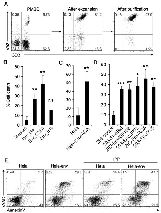 Figure 1. HIV R5-tropic envelope glycoprotein induces Vγ2Vδ2 T cell death. (A) Vγ2Vδ2 T cells were expanded from healthy donor PBMC after stimulating with isopentenyl pyrophosphate (IPP, 15μM) plus IL-2 (100U/mL) for 14 days, and then purified by negative selection to ≥ 97% purity. (B-D) Cell death was evaluated after Vγ2Vδ2 T cells were incubated with soluble HIV gp120 proteins (BaL, CN54 or IIIB; 10 μg/mL) (A), HeLa cells or HeLa cells expressing HIV ADA-envelope (B), 293 cells transfected with empty vector or 293 cells expressing R5-tropic envelopes (BaL, SF162, JRFL, ADA, or YU2) (C) for 24 hours as described in “Methods.” Data are representative of 3 independent experiments (error bars, SD). The statistical significance compared with control was analyzed (*P < .05, **P < .005, ***P < .0001; Student t test). (E) Vγ2Vδ2 T cells were treated with HeLa cells or HeLa cells expressing HIV ADA-envelope for 24 hours and then stimulated with the TCR ligand IPP (15μM) for 4 hours. Cells were stained with annexin V and 7AAD. Data are representative of 3 independent experiments.