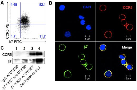 Figure 4. α4β7 and CCR5 form complexes on Vγ2Vδ2 T cells. (A) Flow cytometry assay for expression of CCR5 and β7 on Vγ2Vδ2 T cells. (B) Vγ2Vδ2 T cells were stained with β7 mAb (green) and CCR5 mAb (red), and viewed under a confocal microscope. Yellow in the merged panel represents the colocalization of CCR5 and β7. (C) Vγ2Vδ2 T cells were treated or not with the crosslinking reagent DTSSP followed by coprecipitation with protein G magnetic beads and the rat IgG2a+DTSSP (lane 1), β7 mAb FIB27 (lane 2), β7 mAb FIB27 + DTSSP (lane 3). Cell lysates were run as a positive control (lane 4). CCR5 and β7 were detected by Western blot with specific antibodies. Data are representative of 3 independent experiments.