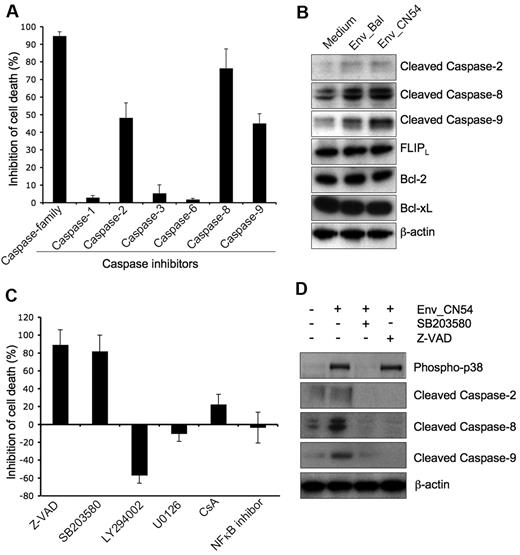 Figure 6. gp120-induced Vγ2Vδ2 T cell death depends on p38-caspase pathway. (A) Vγ2Vδ2 T cells were untreated or pretreated with specific caspase inhibitors (2μM) for 1 hour at 37°C before incubated with CN54 gp120 (10 μg/mL) for 24 hours. (B) Vγ2Vδ2 T cells were incubated with or without Bal or CN54 gp120 protein for 10 hours. Cells were then collected for Western blot assay with specific antibodies. (C) Vγ2Vδ2 T cells were untreated or pretreated with specific inhibitors for 1 hour at 37°C before incubating with CN54 gp120 for 24 hours. (D) Vγ2Vδ2 T cells were untreated or pretreated with SB203580 or ZVAD for 1 hour at 37°C before incubated with CN54 gp120 for 10 hours. Cells were collected for Western blot assay with specific antibodies. Inhibition of cell death was calculated in relation to gp120-induced cell death with untreated Vγ2Vδ2 T cells. Data are representative of 3 independent experiments (error bars, SD).