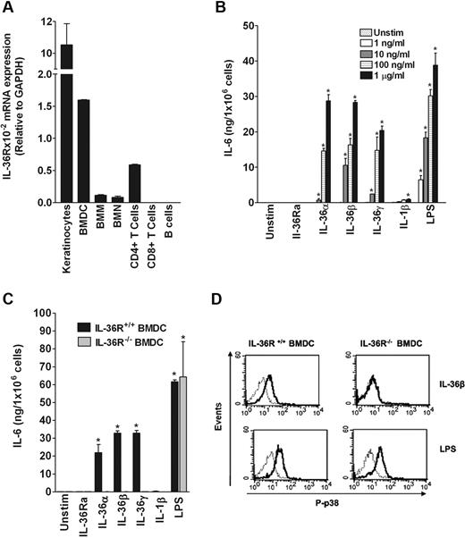 Figure 1. Specific effect of IL-36 in inducing IL-6 production in BMDCs. (A) Determination of IL-36 mRNA levels in different cell types. Total mRNA was isolated from primary keratinocytes, BMDCs, bone marrow–derived macrophages, bone marrow–derived neutrophils, CD4+ T cells, CD8+ T cells, and B cells for analyses by quantitative RT-PCR. Results represent IL-36R mRNA expression levels relative to GAPDH. Data are shown from one of 3 independent experiments with similar results. Error bars represent the SD of the mean of triplicates in the same experiment. (B) Dose-dependent effect of IL-36 in BMDCs from WT C57BL/6 mice. BMDCs (2.5 × 105 cells/well) were plated in 48-well plates and cultured in the absence (Unstimulated) or the presence of the indicated concentrations of IL-36Ra, IL-36α, IL-36β, IL-36γ, IL-1β, or LPS for 72 hours. IL-6 levels were measured in culture supernatants by ELISA. Data are shown from one of 3 independent experiments with similar results. Error bars represent the SD of the means of triplicates in the same experiment. *P < .05 (Student t test), IL-36, IL-1β, and LPS significantly differ from unstimulated cells. (C) Stimulatory effects of IL-36α, IL-36β, and IL-36γ are dependent on IL-36R. BMDCs from WT (black bars) or IL-36R−/− (gray bars) C57BL/6 mice were either left unstimulated or stimulated with 1 μg/mL of IL-36α, IL-36β, IL-36γ, or 100 ng/mL of IL-1β or LPS for 72 hours. IL-6 levels were measured in culture supernatants by ELISA. Data are shown from one of 3 independent experiments with similar results. Error bars represent the SD of the means of triplicates in the same experiment. IL-36 and LPS stimulation significantly differs from unstimulated cells (Student t test, P < .05). (D) IL-36β specifically activates the pathway leading to p38 MAPK phosphorylation in BMDCs. Histograms show overlays of phospho-p38 (P-p38) staining in the WT (left panels) or IL-36R−/− BMDCs (right panels) unstimulated (thin gray line) and stimulated (thick black line) with 100 ng/mL of IL-36β or LPS for 15 minutes. Data are shown from 1 of 3 independent experiments with similar results.