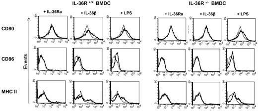 Figure 4. Up-regulation of costimulatory molecules by IL-36β and LPS in IL-36R +/+ BMDCs. BMDCs from WT (left panels) and IL-36R−/− (right panels) mice were either not stimulated (thin gray line) or stimulated with 100 ng/mL of IL-36Ra, IL-36β, or LPS (thick black line) for 24 hours. Cells were then stained for CD80, CD86, or MHC II (I-Ab) before analysis by flow cytometry. Histograms were gated on CD11c+ cells. Data are representative of 1 experiment of 2.