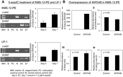 Figure 2. Reversible silencing and function of MIR34B in myeloma cells. (A) Effect of 5-azadC treatment on myeloma cells. M-/U-MSP analysis of MIR34B/C promoter methylation status and stem-loop quantitative RT-PCR analysis of mature MIR34B expression in KMS-12-PE and LP-1 cells on the seventh days after treatments. 5-azadC treatment resulted in progressive demethylation of MIR34B/C promoter and reexpression of mature MIR34B in cell lines harboring homozygous MIR34B/C methylation. SNORD48 was used as internal control for stem-loop quantitative RT-PCR analysis. (B) Effect of MIR34B in myeloma cells. KMS-12-PE myeloma cells, homozygously methylated for MIR34B/C, were transfected with precursor MIR34B oligo compared with nontargeting precursor mimic. (i) Stem-loop quantitative RT-PCR analysis of mature MIR34B expression at 48 hour after transfection. (ii) Cellular proliferation of myeloma cells in response to overexpression of MIR34B was measured by MTT assay, whereas (iii) cell death was measured by trypan blue exclusion assay and (iv) the percentage of sub-G1 cells from propidium iodide staining. Error bar represents SD.