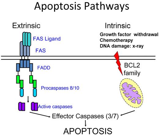 Figure 1. Schematic diagram of current understanding of extrinsic and intrinsic apoptosis pathways. The prototypical receptor of the extrinsic pathway is FAS. It recruits the adaptor FADD and the procaspases 8 and 10 on ligation. The caspases are then cleaved to further activate other downstream caspases, leading to cell death. The intrinsic pathway is controlled by proteins of the BCL2 family and triggered by stimuli, such as DNA damage and growth factor withdrawal. These stimuli ultimately lead to activation of caspase 9 and downstream effecter caspases. There is a crosstalk between the 2 pathways in some cell types.