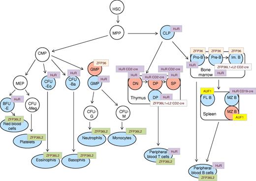 Figure 1. Schematic representation of phenotypic abnormalities in hematopoietic compartments of AUBP-deficient mice. A generalized scheme of hematopoietic cell differentiation is shown, onto which are “mapped” the various compartments that are reported to be affected in AUF1, HUR, HUR-CD19cre, HUR-CD2cre, ZFP36, ZFP36L2, and ZFP36L1+L2-CD2cre knockout mice. Blue represents hematopoietic cell types with diminished cell numbers; and red, elevated cell numbers. HSC indicates hematopoietic stem cells; MPP, multipotent progenitor cells; CLP, common lymphoid progenitor; CMP, common myeloid progenitor; DN, double-negative (CD4−/CD8−) thymocytes; DP, double-positive (CD4+/CD8+) thymocytes; SP, single-positive (CD4+, CD8+) thymocytes; Im. B, immature B cells; FL B, follicular B cells; MZ B, marginal zone B cells; PB T, peripheral blood T cells; PB B, peripheral blood B cells; GMP, granulocyte-macrophage progenitor; CFU-G, colony factor unit granulocytes; CFU-M, colony-forming unit macrophage; MEP, megakaryocyte erythroid progenitor; CFU-Meg, colony-forming unit megakaryocytes; CFU-Eo, colony-forming unit eosinophil; CFU-Ba, colony-forming unit basophil; and BFU-E, burst-forming unit-erythroid.