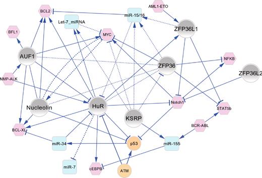 Figure 2. Functional connectivity map of AUBPs in hematopoiesis and leukemogenesis. The major regulatory interactions between AUBPs (gray nodes), miRNAs (blue nodes), and oncoproteins/tumor suppressor proteins (pink/orange nodes) are shown as a network graph in which edges represent experimentally validated functional connections that have been manually curated from the literature and are described in the text. In most cases, the directionality of positive (→) or negative (⊣) regulatory interactions is known. Solid line edges represent interactions documented in normal/malignant hematopoietic cells; and dashed-line edges, interactions identified in other cell types that are probable to occur in hematopoietic cells. The network graph shows an organic layout view constructed using Cytoscape Version 2.8.0.