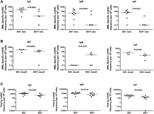 Figure 5. MML-specific cmASCs are altered after SIV infection. ELISpot analysis of classic memory (CD27+) B-cell Ig responses (cmASCs). (A-B) Specific for MML or (C) total Ig (heavy and light chain, positive control). (A) Number (per 106 cells) of MML-specific cmASCs 2 weeks after neo MML vaccination for IgG (left), IgM (center), or IgA (right). (B) Number (per 106 cells) of MML-specific cmASCs 2 weeks after recall MML vaccination for IgG (left), IgM (center), or IgA (right). (C) Number (per 106 cells) of total Ig cmASCs 2 weeks after neo or recall MML vaccination for IgG (left), IgM (center), or IgA (right). SIV− RMs (circles) and SIV+ RMs (squares). P values represent Mann-Whitney U t test results, horizontal bar represents median. For one animal (CE5D), we did not have sufficient cells to perform the IgA assay.