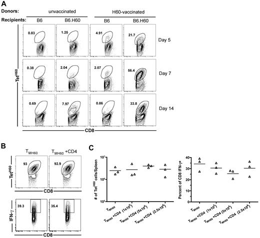 Figure 1. H60-reactive TM expand after transplantation into H60+ recipients without CD4 help. (A) Expansion of LTFNYRNL-reactive CD8 cells requires the host to be H60+. B6.H60 or B6 (H60−) mice were irradiated and reconstituted with C3H.SW BM with 106 CD8 cells from unmanipulated or H60-vaccinated C3H.SW donors along with 105 CD4 cells from unmanipulated C3H.SW mice. (A) Representative flow cytometry. (B-C) B6.H60 mice were irradiated and reconstituted with C3H.SW BM with 2 × 105 C3H.SW TMH60 with or without graded numbers of CD4 cells from unmanipulated C3H.SW mice. (B) Representative flow cytometry of splenocytes at day 7 after transplantation, with gating on CD8+ cells. TetH60 binding and IFN-γ staining after LTFNYRNL stimulation are shown. (C) The total numbers of TetH60+ and percentages of IFN-γ+ CD8 cells are shown. P > .1 comparing TMH60 with TMH60 plus any CD4 dose. Data are representative of 2 independent experiments.
