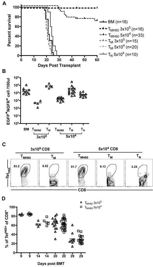 Figure 2. TMH60 mediate GVL against mBC-CML. B6.H60 mice were irradiated and reconstituted with C3H.SW BM, B6.H60 mBC-CML cells with no T cells, or with 3 × 105 or 5 × 104 CD8+CD44+ cells from DEC-H60–vaccinated or unmanipulated C3H.SW mice or 5 × 104 CD8+CD44−CD62L+ TN from unmanipulated C3H.SW mice. (A) Survival. All deaths were from leukemia. P < .0001 comparing BM alone with any TMH60 group; P = .0124 comparing BM alone with TN recipients; P > .2 comparing BM alone with any TM group. P ≤ .026 comparing any TMH60 group with any TM or TN group. (B) Number of EGFP+NGFR+ cells in peripheral blood at day 14. P < .05 comparing either TMH60 recipient group with its TM control; P < .008 comparing any TMH60 recipient group with the BM alone control. TetH60+ cells accumulated only in TMH60 recipients. (C) Representative flow cytometry of peripheral blood at day 9. (D) Quantitation at days 9, 14, 20, and 29. Each symbol represents data from an individual animal; solid lines are mean values. Data are pooled from 3 independent experiments with similar results.