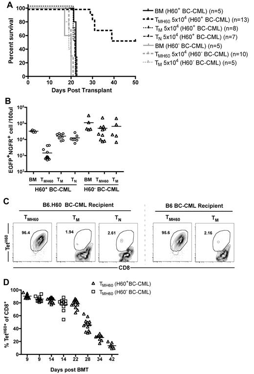 Figure 4. TMH60-mediated GVL requires that the target leukemia expresses H60. B6.H60 mice were irradiated and reconstituted with T cell–depleted C3H.SW BM, B6.H60 or B6 (H60−) mBC-CML cells, with no T cells, or with CD8+ TM from DEC-H60–vaccinated or unmanipulated C3H.SW donors or CD8+ TN from unmanipulated C3H.SW mice. (A) Survival. All deaths were from leukemia. P < .0001 comparing TMH60 recipients of B6.H60 with recipients of B6 mBC-CML cells. (B) Numbers of NGFR+EGFP+ cells in peripheral blood at day 14. P < .0001 comparing TMH60 recipients of B6.H60 versus B6 H60− mBC-CML cells. P = .5 comparing B6 mBC-CML recipients of TMH60 or TM. Recipients of TMH60 mounted similar anti-H60 responses whether they received B6.H60 or B6 mBC-CML cells. (C) Representative flow cytometry. (D) Percentage of peripheral blood CD8+ cells that are TetH60+ in TMH60 recipients at multiple time points.