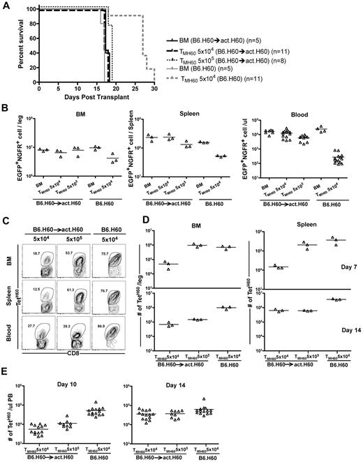 Figure 5. Expression of H60 on host nonhematopoietic cells diminishes TMH60-mediated GVL. B6.H60 or B6.H60 → actH60 chimeras were irradiated and reconstituted with T cell–depleted C3H.SW BM, B6.H60 mBC-CML with no T cells or with 5 × 104 or 5 × 105 CD8+ TM from DEC-H60–vaccinated C3H.SW donors. Cohorts of mice were killed on day +14 for analysis of EGFP+NGFR+ mBC-CML cells and TetH60+ CD8 cells. (A) Survival. All deaths were from leukemia. P < .0001 comparing B6.H60 and B6.H60 → actH60 TMH60 recipients (both TMH60 doses). The survival difference was reflected in the number of EGFP+NGFR+ cells at day +14. P = .1, P = .05, and P < .0001 comparing the numbers of mBC-CML cells in B6.H60 and B6.H60 → actH60 TMH60 recipients in BM, spleen, and peripheral blood, respectively. Peripheral blood data include counts from mice not killed. Fewer TetH60+ CD8 cells were generated in B6.H60 → actH60 chimeras. (C) Representative flow cytometry. (D) Quantitation at days +7 and +14 in BM and spleen. P = .05 comparing B6.H60 recipients of 5 × 104 TMH60 with B6.H60 → actH60 recipients of either 5 × 104 or 5 × 105 TM H60 in spleen and BM at day +14. P = .05 comparing B6.H60 and B6.H60 → actH60 recipients of 5 × 104 TMH60 in spleen and BM at day +7. (E) Quantitation of TetH60+ cells in peripheral blood. P ≤ .02 comparing B6.H60 recipients of 5 × 104 TMH60 with B6.H60 → actH60 recipients of either 5 × 104 or 5 × 105 TMH60. Data are representative of 2 experiments with similar results.