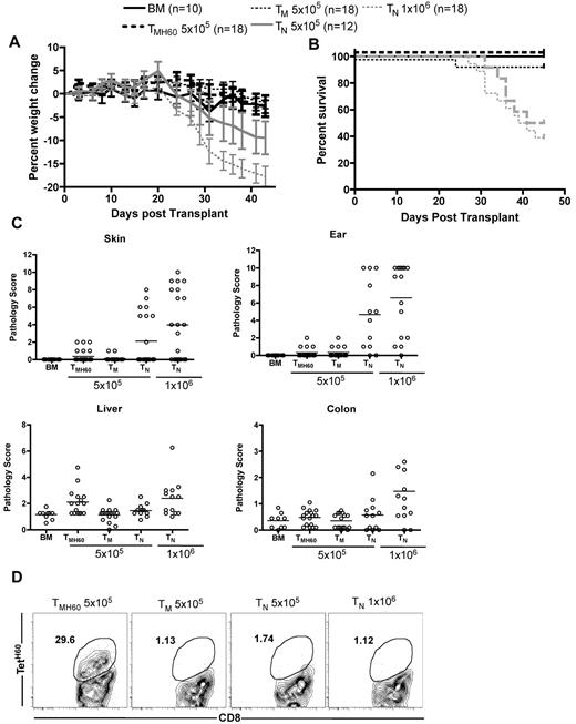 Figure 6. Effect of H60 vaccination on TM recipients. B6.H60 → actH60 mice were irradiated and reconstituted with T cell–depleted C3H.SW BM with no T cells or 5 × 105 CD8+ TM from DEC-H60–vaccinated or unmanipulated C3H.SW donors. Additional positive GVHD control groups received 5 × 105 or 106 TN from unmanipulated C3H.SW donors. As measured by weight change (A) and survival (B), neither CD8+ TM from DEC-H60–vaccinated nor those from unmanipulated C3H.SW mice induced clinical GVHD. P > .07 comparing percent weight change of TMH60 and BM controls at all days except days +3 and +24. P ≥ .29 comparing weight change in TMH60 and TM recipients at all days except day +3. P ≥ .4561 comparing survival in BM alone with the TMH60 or TM group; P ≤ .0109 comparing BM alone recipients with either TN group. Neither TM nor TMH60 cells induced histopathologic skin, ear, or colon GVHD (P > .12 compared with BM alone controls). However, TMH60 induced GVHD in the liver compared with TM or BM alone groups (P = .0015). TM and TMH60 recipients had similar scores in all other tissues (P ≥ .2). In contrast, both TN doses induced significant ear GVHD and 106 TN induced skin, colon, and liver pathology (P ≤ .04 compared with BM alone controls). TetH60+ cells expanded in TMH60 recipients. (D) Representative flow cytometry at day +14. Data are combined from 2 experiments with similar results.