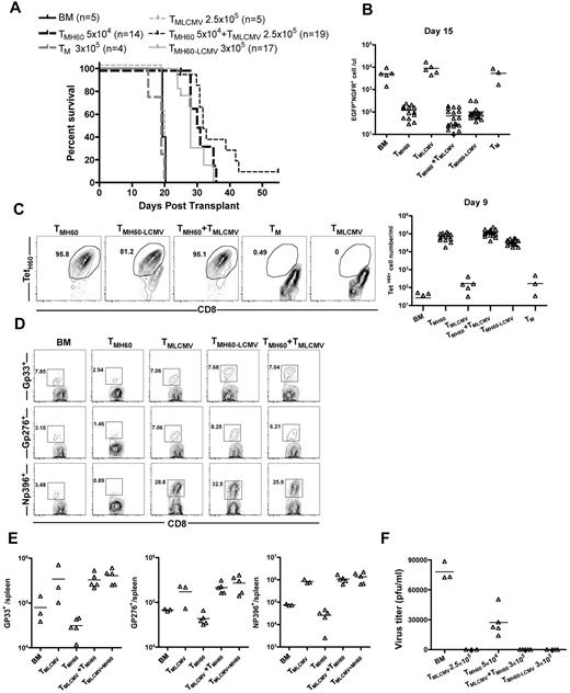 Figure 7. TM from LCMV-immune and H60-vaccinated donors mediate GVL and provide protection from LCMV infection. See supplemental Figure 3 for experimental design. B6.H60 mice were irradiated and reconstituted with C3H.SW BM, B6.H60 mBC-CML cells, with no T cells, or with: 5 × 104 CD8+ TM from DEC-H60-vaccinated or unmanipulated C3H.SW mice; 2.5 × 105 CD8+ TM from LCMV-immune C3H.SW mice; 3 × 105 CD8+ TM from LCMV-immune and DEC-H60-vaccinated mice; or a combination of 5 × 104 CD8+ TMH60 and 2.5 × 105 CD8+ TM from LCMV-immune donors. An additional group of mice was transplanted with 2.5 × 105 TM from LCMV-immune mice without mBC-CML cells. All recipients of TM from LCMV immune donors received ∼ 6 × 103 TetH60+ cells. Cohorts of surviving mice were challenged with LCMV clone 13 on day 18 after transplantation. Cohorts were killed 7 days later to assess the anti-LCMV T-cell response. (A) Survival. P < .0001 comparing TMH60, TMH60-LCMV or TMH60 + TMLCMV recipients with BM alone controls, TM recipients, or TMLCMV recipients. P > .09 comparing TMH60 recipients with TMH60-LCMV or TMH60 + TMLCMV groups. (B) Numbers of NGFR+EGFP+ cells in peripheral blood at day +15. P ≤ .0007 comparing TMH60, TMH60-LCMV or TMH60 + TMLCMV recipients with BM alone controls; P > .07 comparing TM recipients or TMLCMV-cell recipients with BM alone controls. P = .3510 comparing TMH60 recipients with TMH60+LCMV recipients. (C) Expansion of TetH60+ cells in peripheral blood at day +9. Representative flow cytometry (gated on CD8+ cells; left panel) and total numbers of TetH60+ cells (right panel). (D) Representative flow cytometry of NP396, GP276, and GP33 tetramer+ cells in spleen at day +7 after LCMV challenge (gated on CD8 cells). (E) Total numbers of tetramer+ cells. P > .39 comparing TMLCMV recipients with TMH60 + LCMV or TMH60 + TMLCMV recipients for all epitopes. (F) Serum LCMV titers at day 7 after challenge. Data are from 1 of 2 experiments with similar results.