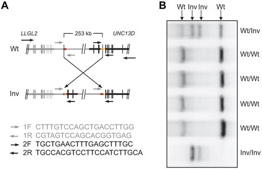 Figure 4. Multiplex PCR assay for detection of the UNC13D inversion. A multiplex PCR assay with 2 different forward and reverse primers was designed for rapid detection of the UNC13D inversion. (A) Primer sequences and schematic representation of primer pair positioning on wild-type (Wt) and inverted (Inv) UNC13D genomic sequence. (B) Gel electrophoresis of multiplex PCR products on genomic DNA from individuals wild-type, heterozygous, or homozygous for the inversion straddling UNC13D. In homozygous carriers of the inversion, 2 products of 725 and 922 bp are amplified. In persons that do not carry the inversion, 2 products of 466 and 1220 bp are amplified. Consequently, in heterozygous carriers of the inversion, all 4 products are amplified.