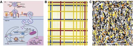 Cytolysis: a Mondrian linearity or Pollock complexity. (A) Cytolytic pathways. Professional illustration by Marie Dauenheimer. (B) Broadway Boogie-Woogie by Piet Mondrian. (C) Untitled No. 3 by Jackson Pollock.