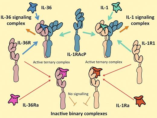 The IL-1 and IL-36 cytokine systems are extremely similar. IL-36 includes 3 functionally equivalent agonist cytokines, IL-36α, IL-36β, and IL-36γ, that interact with their own unique receptor IL-36 (formerly known as IL-1Rrp2), in the same way that the IL-1 agonists IL-1α and IL-1β interact with their unique signal-transducing receptor (IL-1R1). Alternatively, IL-36R can interact with a homologous antagonist molecule IL-36Ra in the same way that IL-1R1 interacts with the IL-1Ra. All of the agonist-receptor complexes interact with the same second receptor component, IL-1RAcP. Both receptor and antagonist complexes fail to associate with IL-1RAcP. Control of the expression of the ligands, their receptors, and their antagonists on different cells and at different times is likely to explain their differential functions.