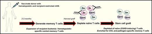 Donor vaccination to minor HA as a potential strategy to separate GVHD from GVL and pathogen-specific immunity after BMT. Donors are vaccinated with recipient minor Histocompatibility Antigens (mHA) to generate memory T cells (Tm). Stem cell grafts are subsequently harvested and naive T cells (Tn) depleted such that only stem cells (CD34+) and memory T cells with specificity for recipient hematopoiesis (ie, leukemia) and pathogens are transferred.