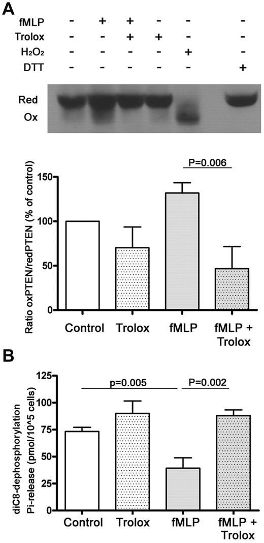 Figure 1. PTEN is oxidized and inhibited in response to fMLP. (A) Mouse neutrophils were preincubated with Trolox (100μM) or mock-treated for 10 minutes before exposure to 1μM fMLP or 1mM H2O2 for 1 minute. Lysates were analyzed by SDS-PAGE under nonreducing conditions and immunoblotted for PTEN to detect oxidized and reduced forms of PTEN. fMLP-induced oxidation of PTEN was prevented by Trolox. Treatment of lysate with DTT was used as a positive control for the reduced form. Densitometry was used to quantify the ratio between oxidized and reduced PTEN (n = 3) and the averages ± SD are shown. (B) Partially permeabilized neutrophils were preincubated with Trolox (100μM) or mock-treated for 10 minutes before stimulation with 1μM fMLP. A PTEN-enzymatic activity assay was performed with the soluble PTEN substrate diC8 for 30 minutes. Pi-release was quantified using a Malachite Green assay, and the means ± SD of 3 independent experiments are shown.