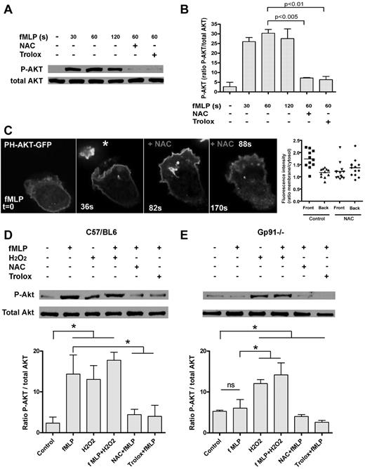 Figure 2. ROS are required for AKT phosphorylation. (A) Wild-type neutrophils were pretreated with NAC (10mM) or Trolox (100μM) for 10 minutes after stimulation with 1μM fMLP for 30, 60, and 120 seconds. Phosphorylation of AKT (Thr-308) and total AKT were detected by immunoblot assay. (B) The ratio of phospho-AKT/total AKT was determined using densitometry, and the average of 3 independent experiments ± SD is shown. (C) Subcellular localization of a GFP-tagged PH domain of AKT was monitored in live neutrophils. Upon stimulation with fMLP (asterisk depicts the position of the microcapillary pipette tip), PH-AKT-GFP is recruited to the leading edge (panel 2). At t = 82 seconds (panel 3), NAC (10mM) was added to the incubation medium, inducing redistribution of PH-AKT-GFP. Using image analysis software, density profiles were generated and the relative accumulation at the front and back of the cells was quantified (last panel, n > 10 cells). (D-E) Phosphorylation of AKT (Thr-308) was quantified by immunoblot assay in gp91−/− neutrophils (E) and control cells (C57/BL6; D). Cells were treated with 50μM H2O2, 10mM NAC, and 100μM Trolox, as indicated, and stimulated with 1μM fMLP for 1 minute. Bar diagrams represent the average of 3 independent experiments ± SD. *P < .05.